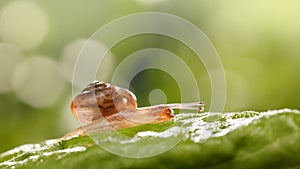 Snail on leaf in garden photo