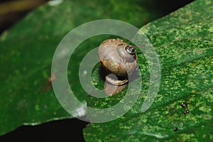 Snail on a leaf in harmony with nature
