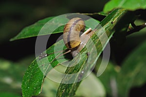 Snail on a leaf in harmony with nature