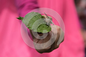 Snail with leaf is held