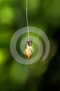 Snail. Leaf of a plant.