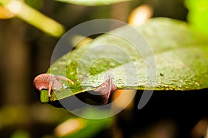 Snail on leaf in rainforest