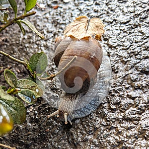 Snail with the leaf on the shell - Cornu aspersum syn. Cryptomphalus aspersus  - garden snail