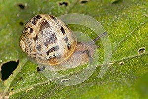 Snail on leaf