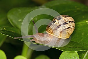 Snail on leaf