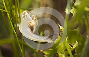 Snail on a Leave