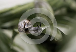 snail leaves hosta close-up bokeh background blur