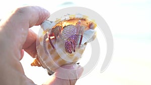 Snail lends a crab soul in the hands of tourists