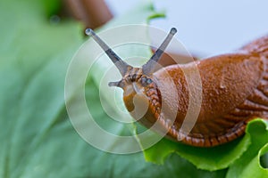 Snail with lettuce leaf