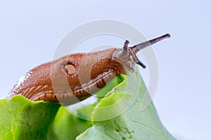 Snail with lettuce leaf