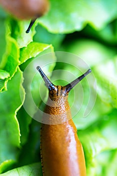 Snail with lettuce leaf