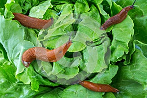 Snail with lettuce leaf