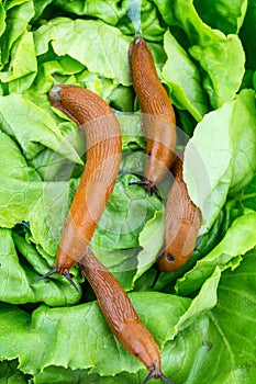 Snail with lettuce leaf