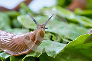 Snail with lettuce leaf photo