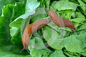 Snail with lettuce leaf photo