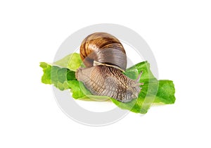 Snail on lettuce leaf snail control of garden pests