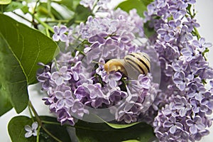 Snail in the lilac