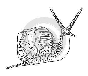 Snail Line Drawing Isolated On White