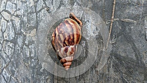 Snail or Lissachatina fulica is a land snail belonging to the Achatinidae tribe.