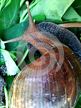 Snail or Lissachatina fulica is a land snail belonging to the Achatinidae tribe.  Derived from East Africa.