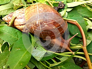 Snail or Lissachatina fulica is a land snail belonging to the Achatinidae tribe.  Derived from East Africa and spread to almost
