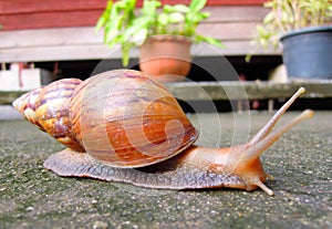 Snail livelihood in garden photo