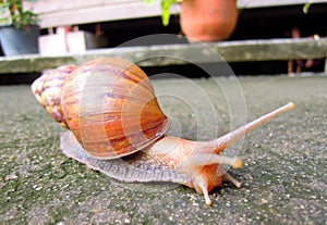 Snail livelihood in garden photo