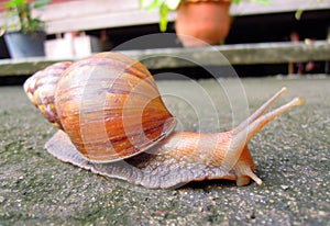 Snail livelihood in garden photo