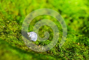 Snail living on wet green moss