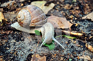 Snail with long antennas close up, walking slowly on stony land.