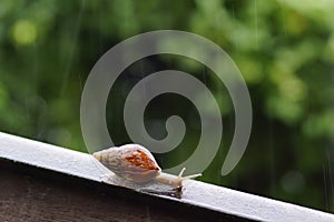 Snail on the loof