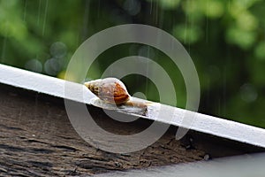 Snail on the loof