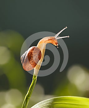 Snail look down from grass top