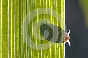 Snail looking around the edge of a leaf.