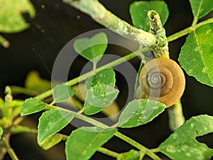A snail is, in loose terms, a shelled gastropod.