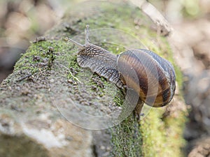 A snail is, in loose terms, a shelled gastropod. The name is most often applied to land snails, terrestrial pulmonate gastropod