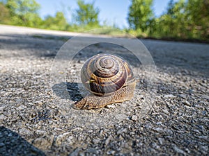 A snail is, in loose terms, a shelled gastropod. The name is most often applied to land snails, terrestrial pulmonate gastropod