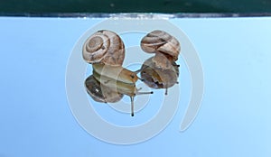 Snail in love