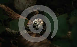 a snail lying on a leaf on the forest floor