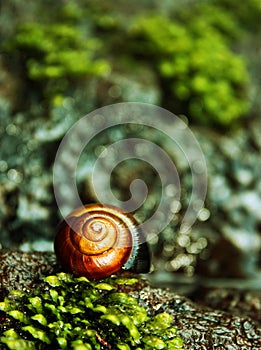 Snail macro in natural environment