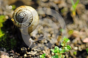 Snail macro