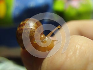 Snail macro photo