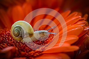 Snail macro photography