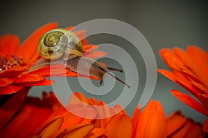 Snail macro photography