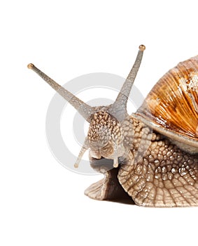 Snail macro portrait
