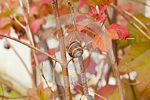 Snail in macro scale on a branch