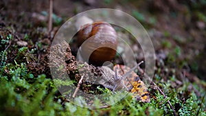 Snail Macro View, Snails in Forest