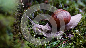 Snail Macro View, Snails in Forest