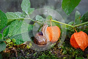 Snail, macro world, flora and fauna photo