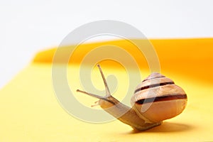 Snail mail